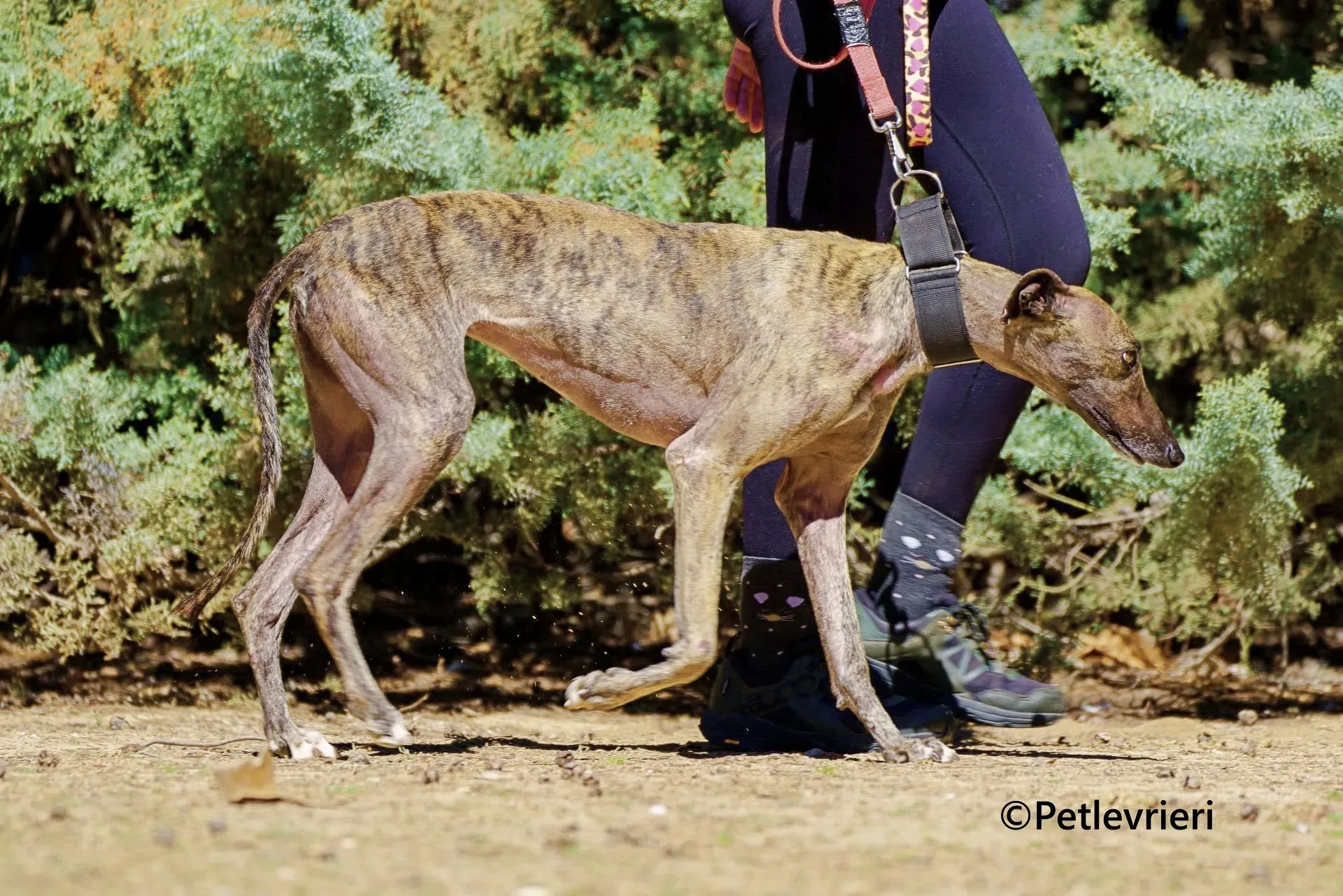Zingara galgo adozione pet levrieri onlus 2 1