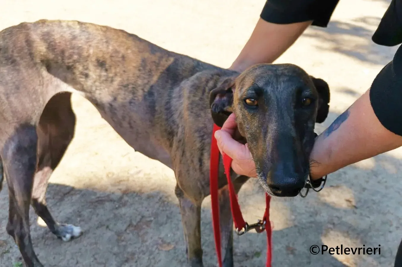 Zingara galgo adozione pet levrieri onlus 3 1