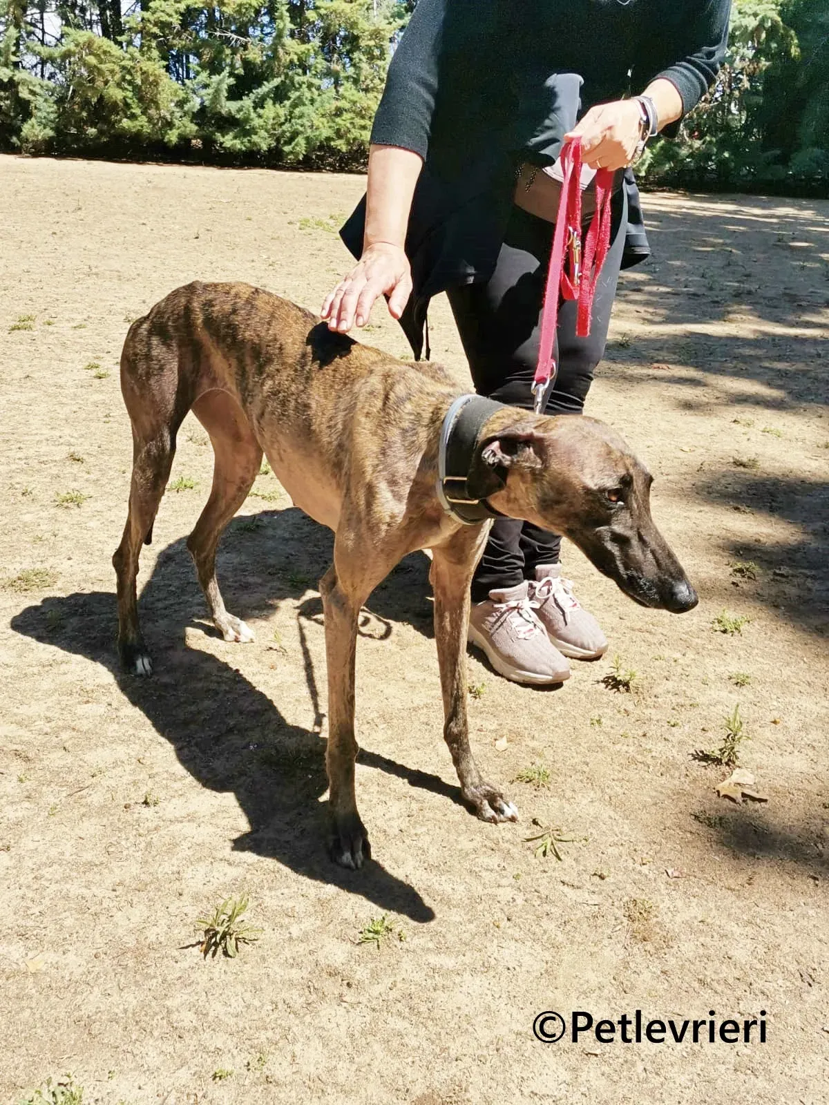 Zingara galgo adozione pet levrieri onlus 4