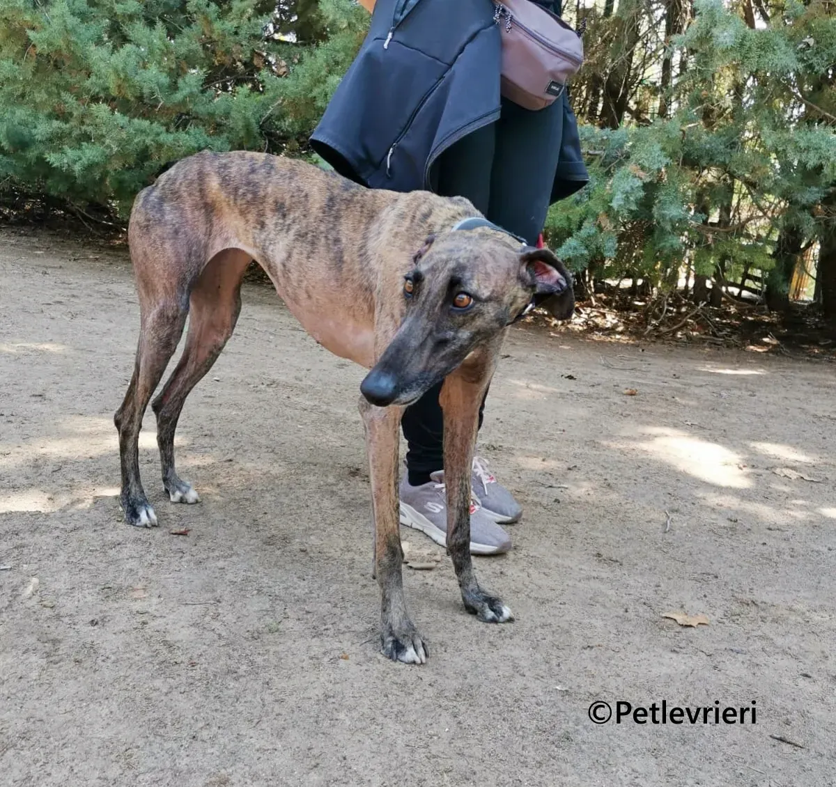 Zingara galgo adozione pet levrieri onlus 5