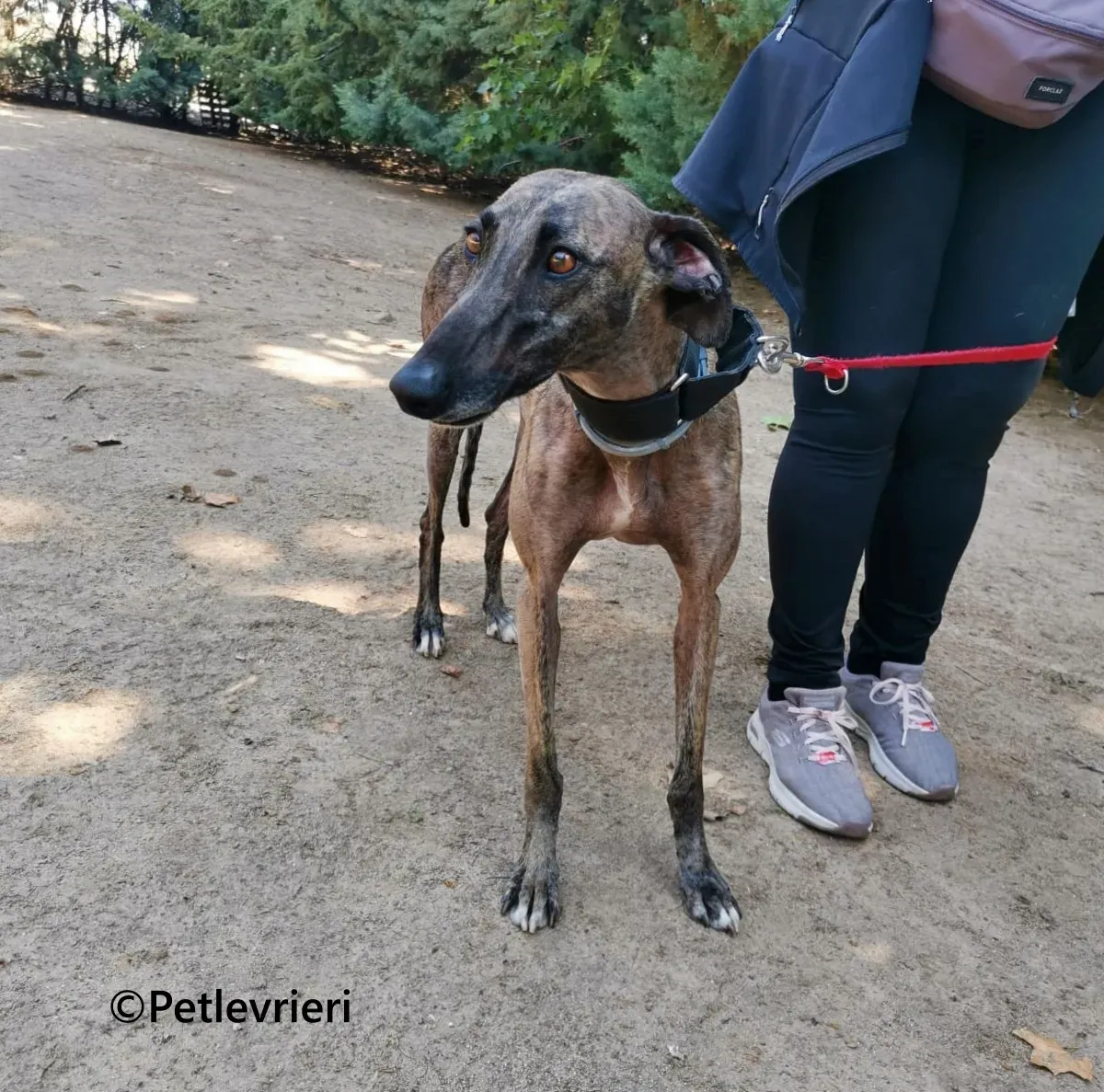 Zingara galgo adozione pet levrieri onlus 6