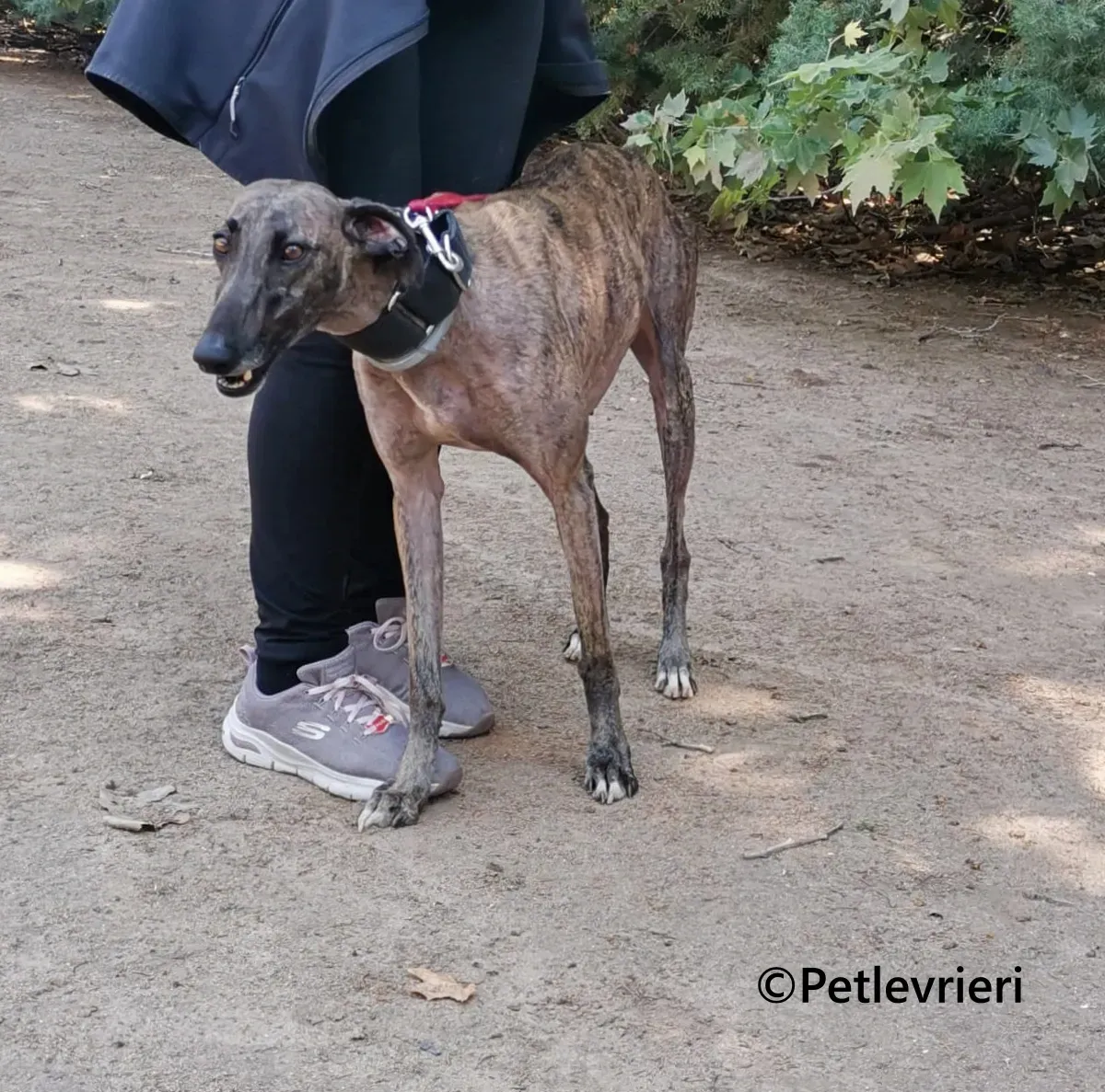 Zingara galgo adozione pet levrieri onlus 7