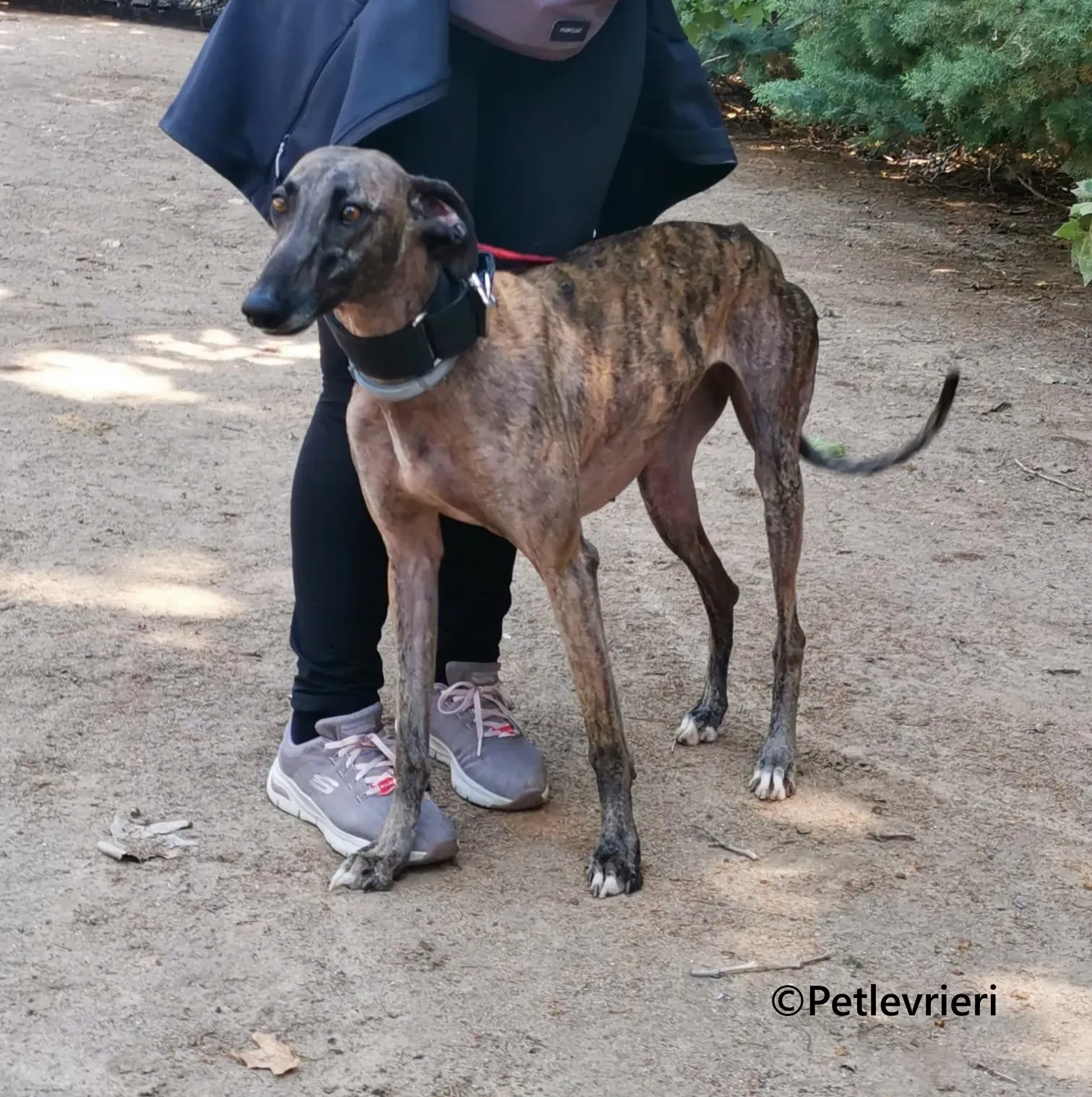 Zingara galgo adozione pet levrieri onlus 8