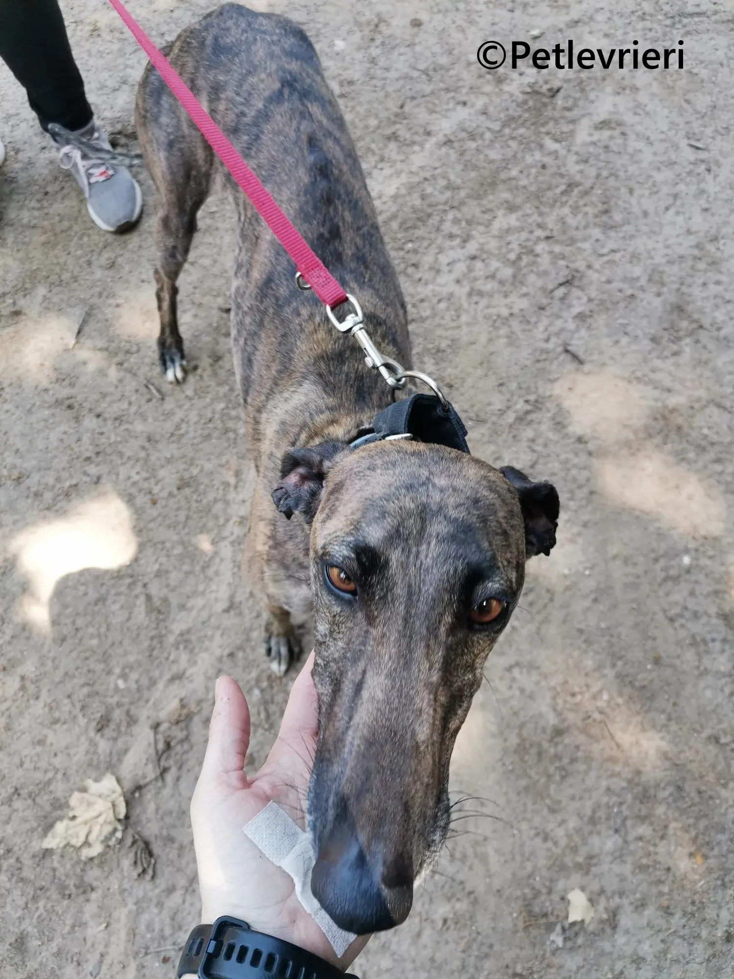 Zingara galgo adozione pet levrieri onlus 9