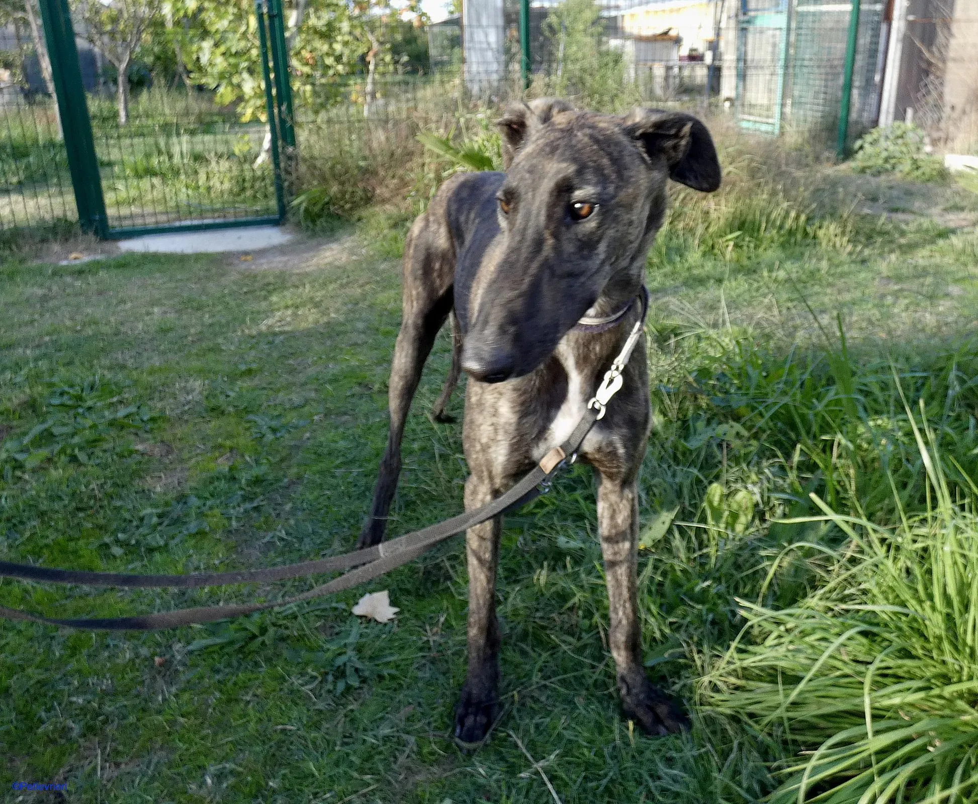 Zitus adozione levrieri galgo 01 1