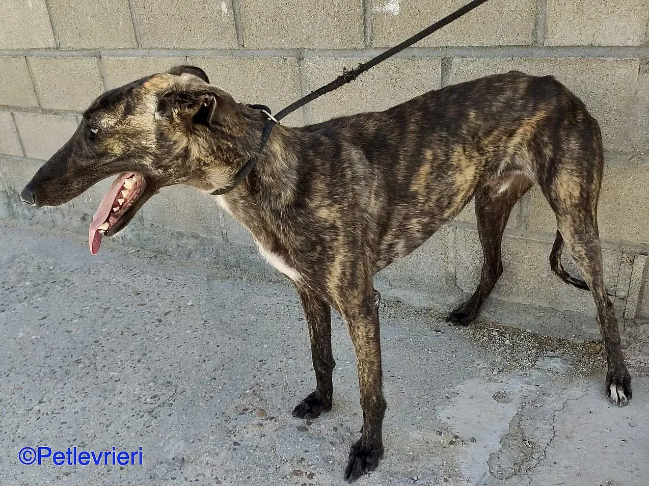 Zitus adozione levrieri galgo 01