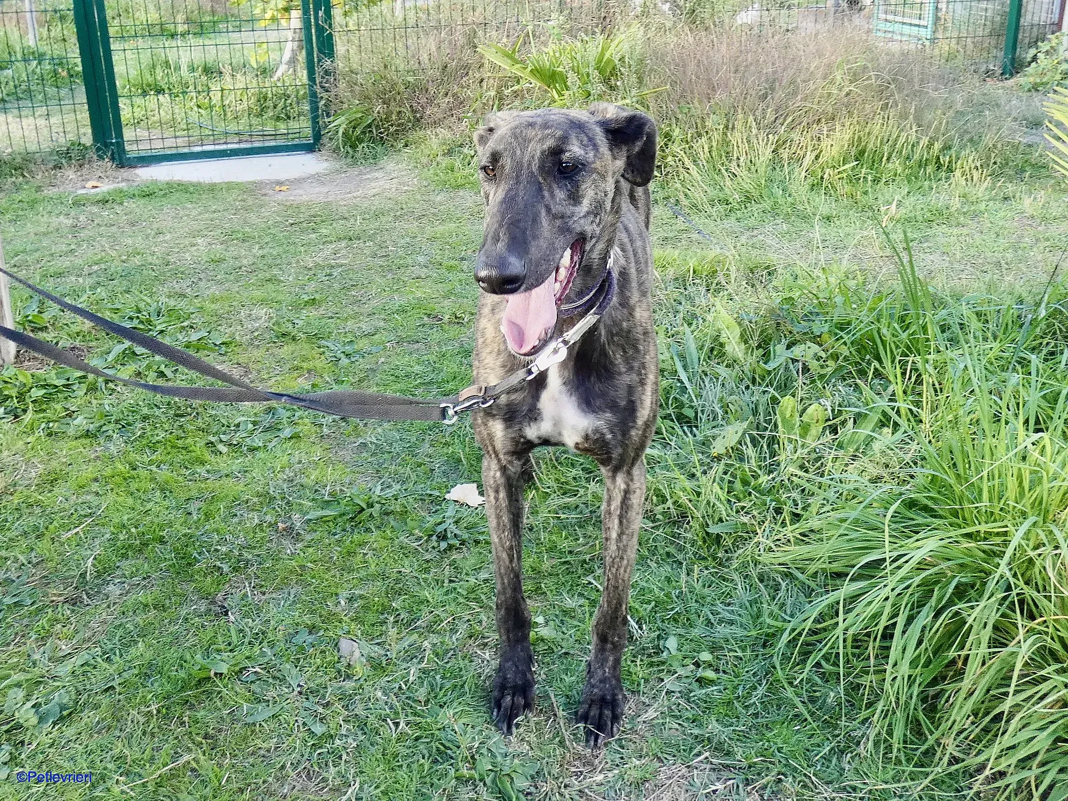 Zitus adozione levrieri galgo 010