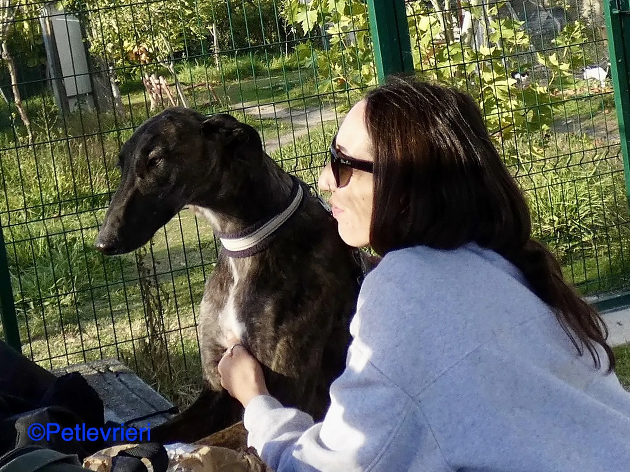 Zitus adozione levrieri galgo 011