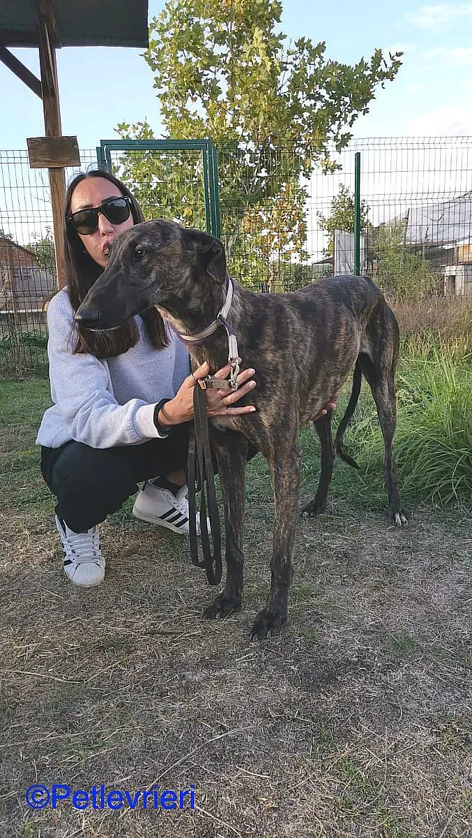 Zitus adozione levrieri galgo 01 1