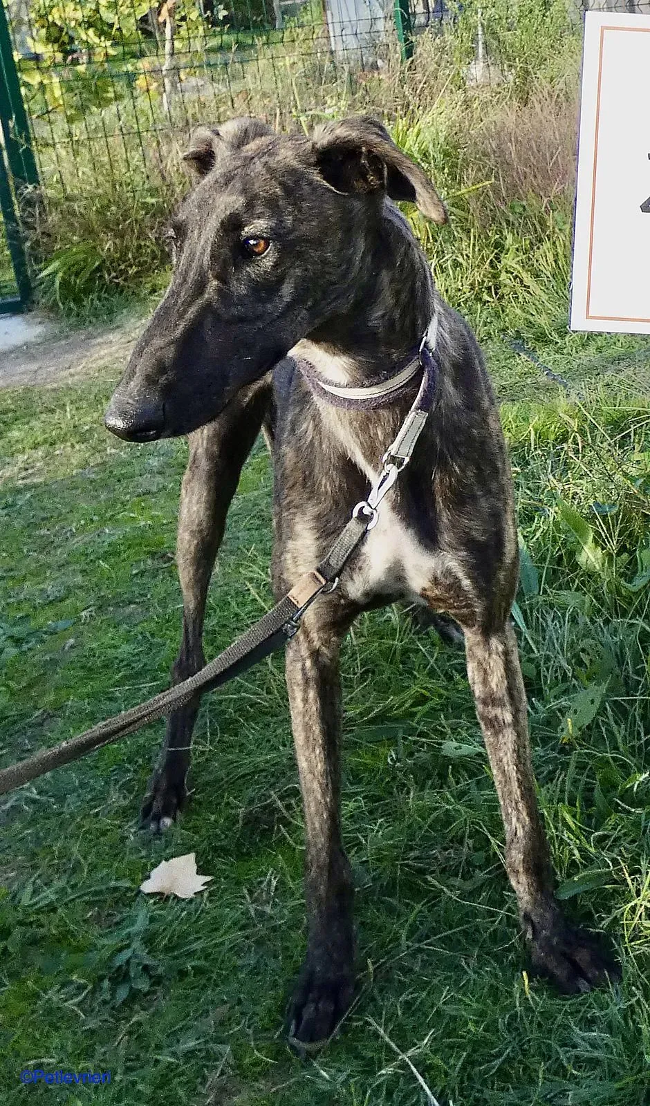 Zitus adozione levrieri galgo 02 1