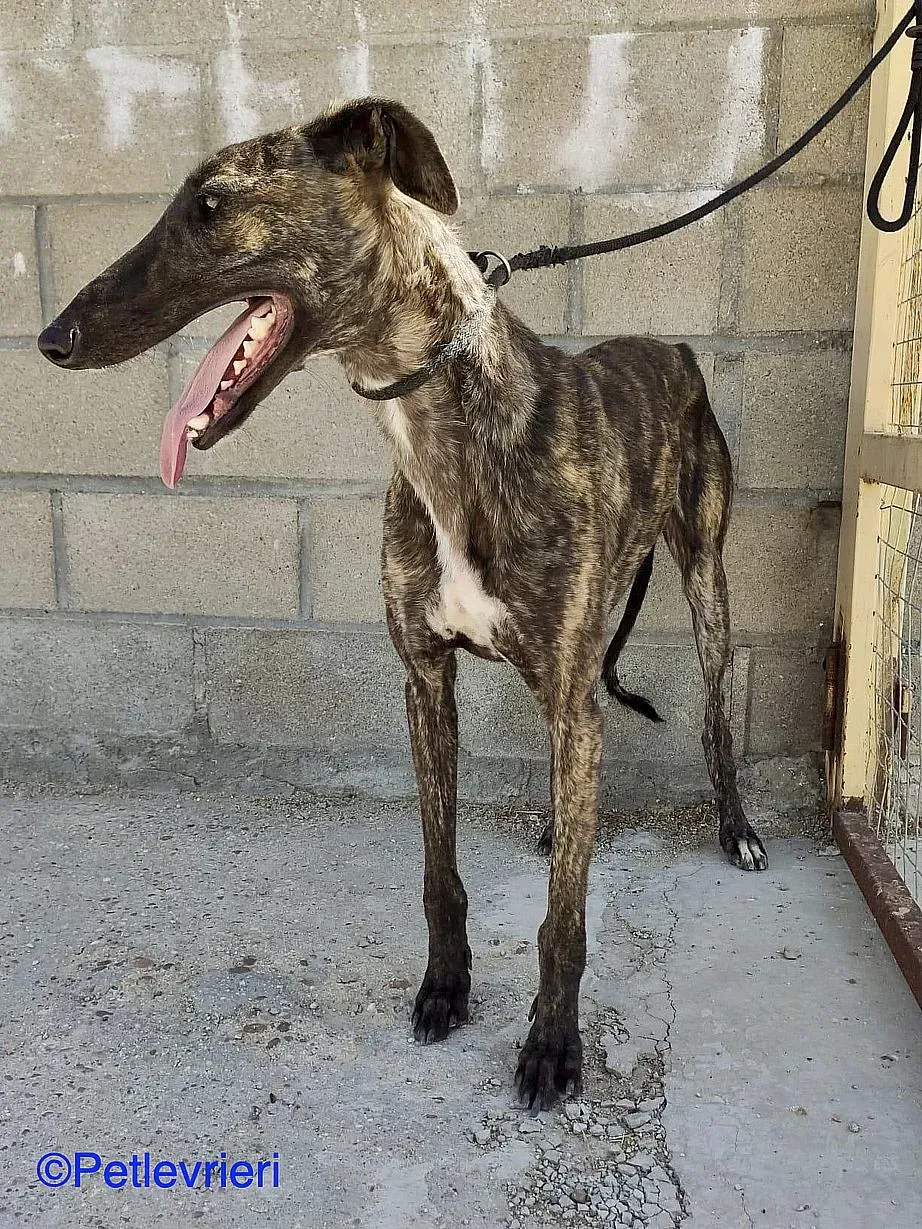 Zitus adozione levrieri galgo 02