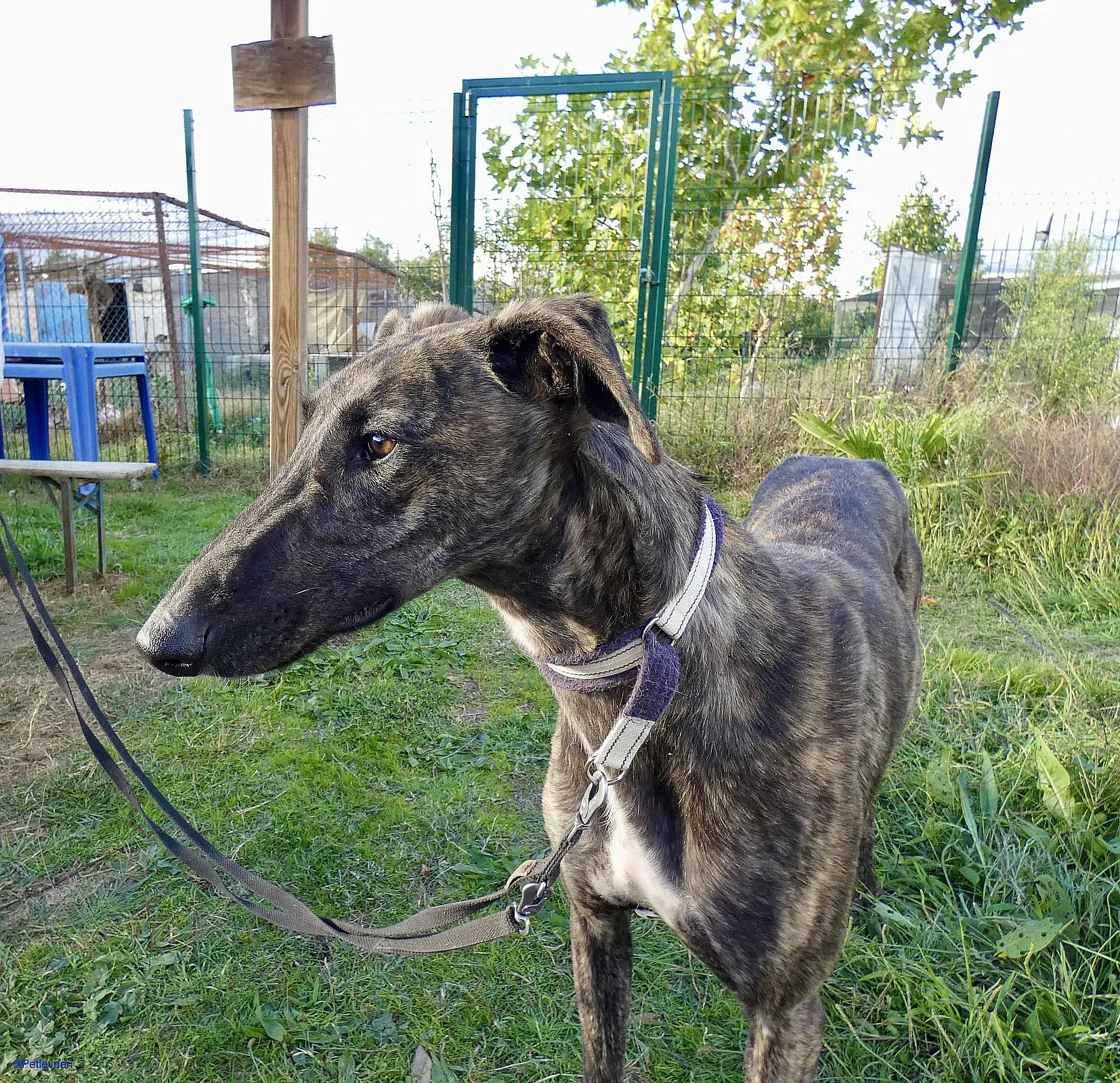 Zitus adozione levrieri galgo 03 1