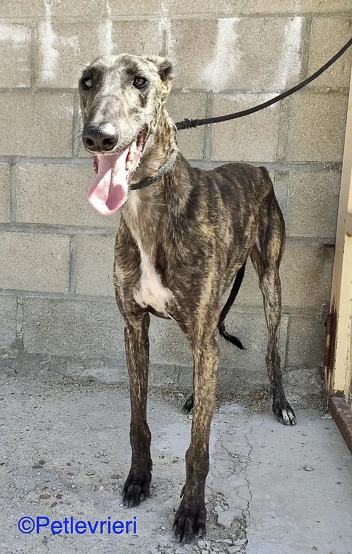Zitus adozione levrieri galgo 03