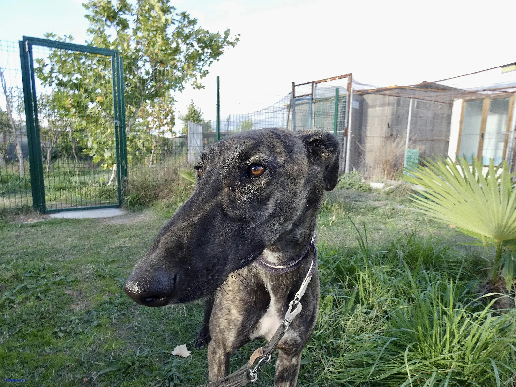 Zitus adozione levrieri galgo 04 1