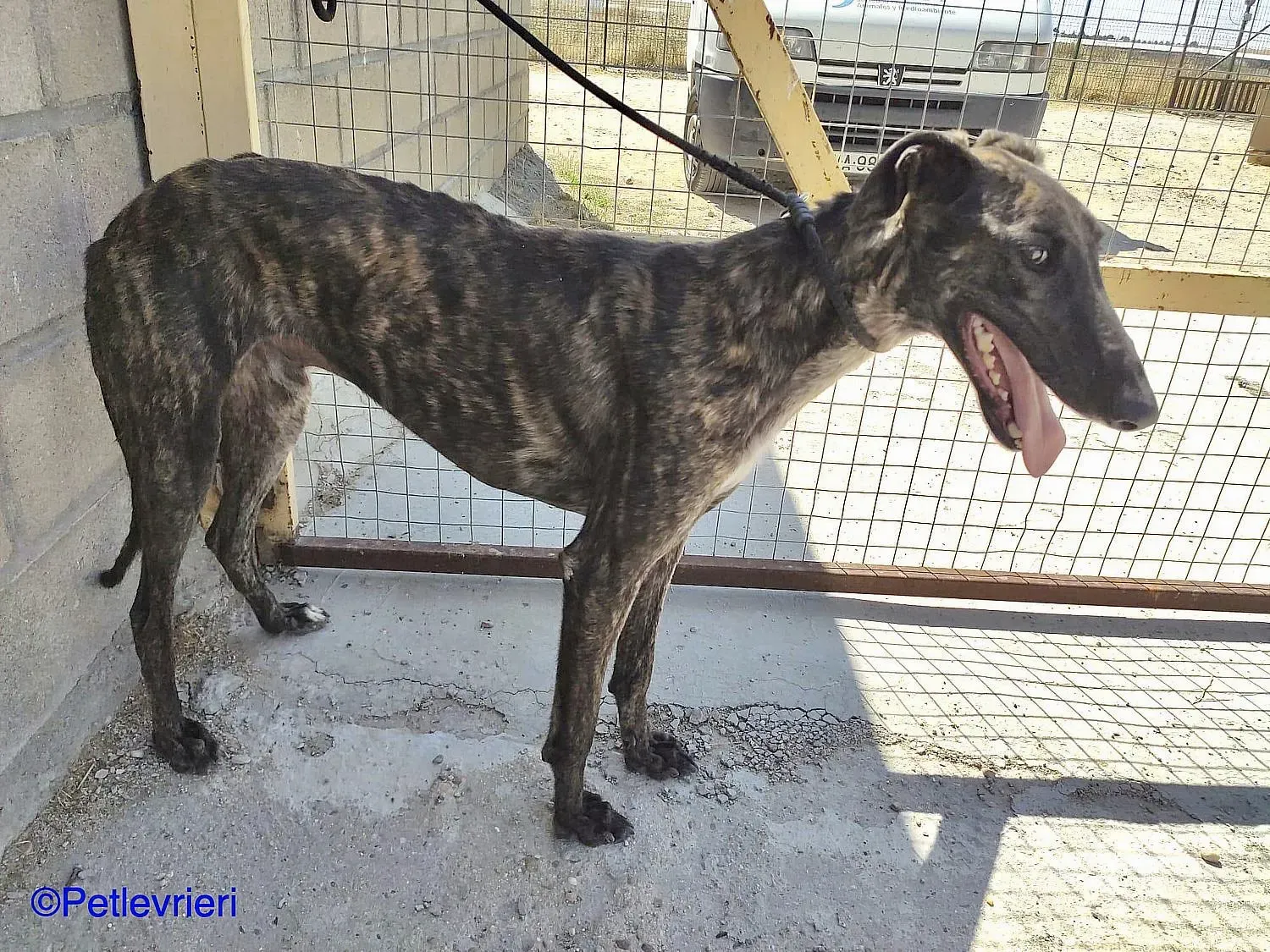 Zitus adozione levrieri galgo 04