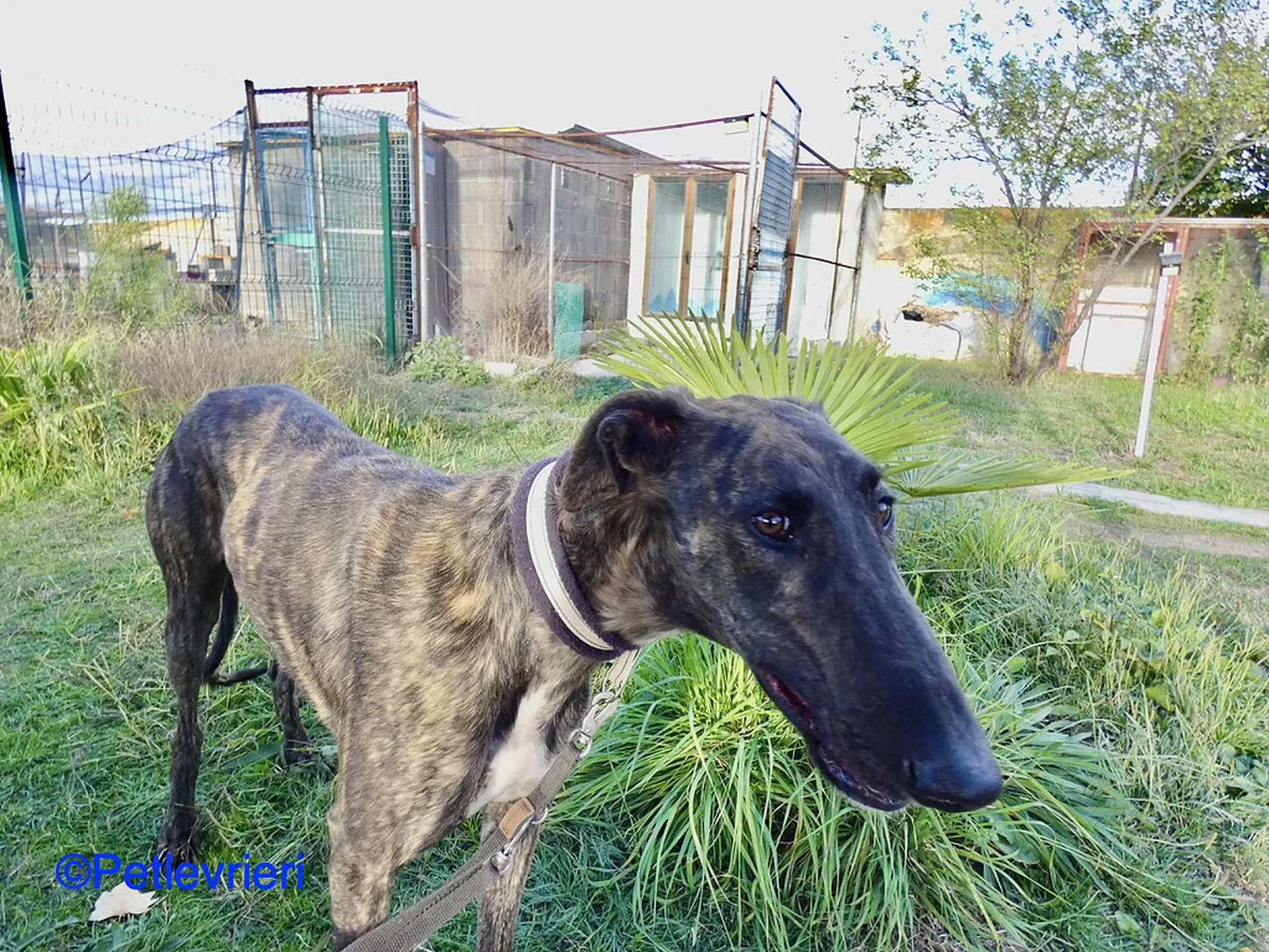 Zitus adozione levrieri galgo 05