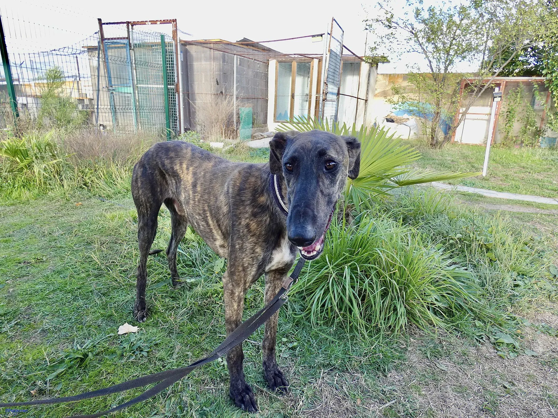 Zitus adozione levrieri galgo 07