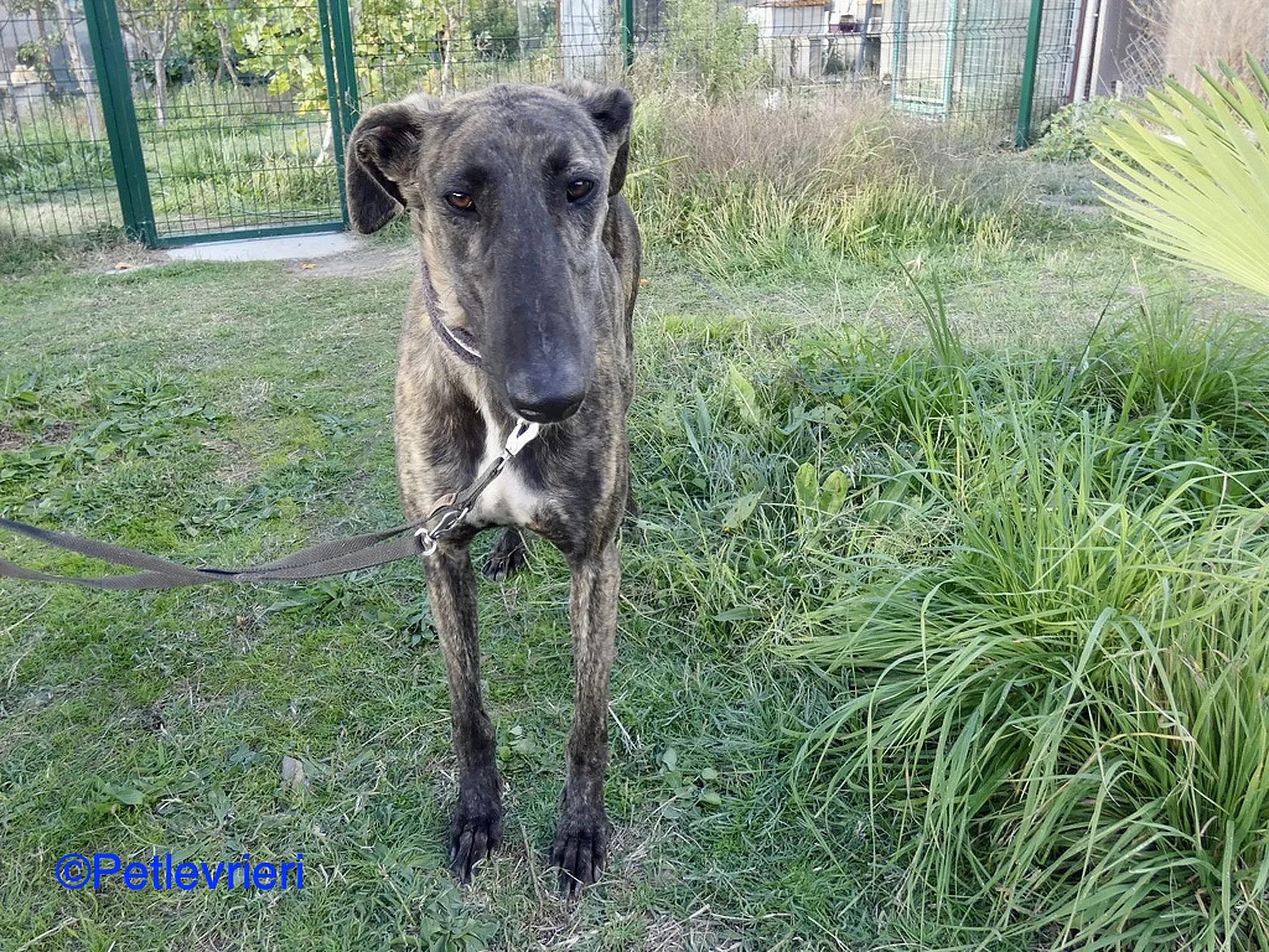 Zitus adozione levrieri galgo 08