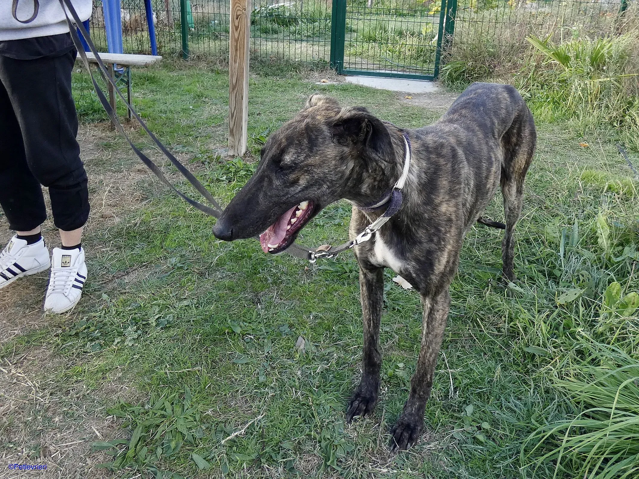 Zitus adozione levrieri galgo 09