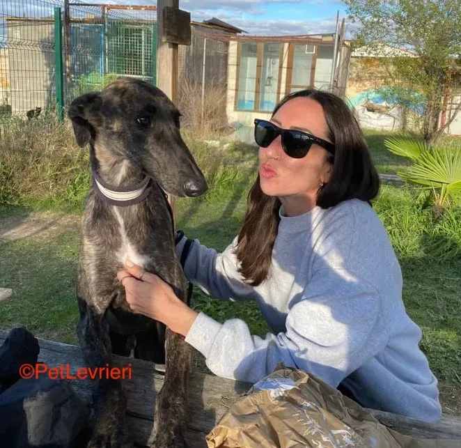 Zitus adozioni levrieri galgo 1