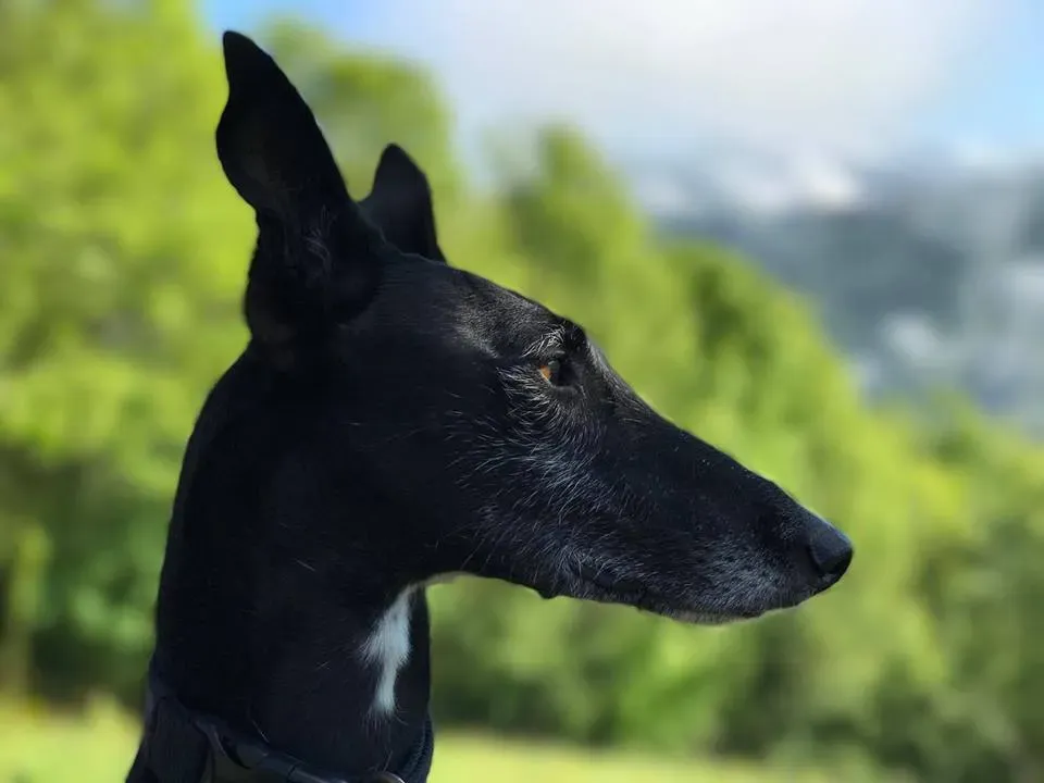 Zivago Galgo Adozione Levrieri felici a casa b