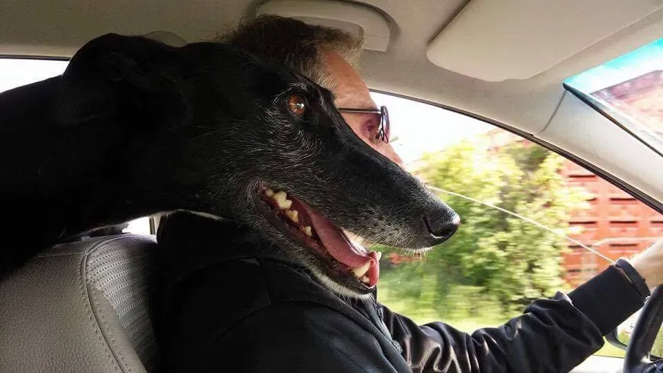 Zivago Galgo Adozione Levrieri felici a casa c