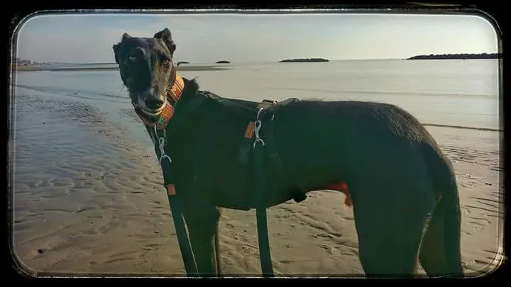 Zivago Galgo Adozione Levrieri felici a casa d