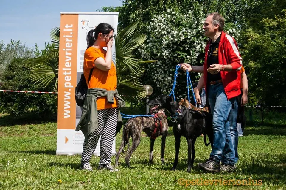 Zivago Galgo Adozione Levrieri felici a casa e