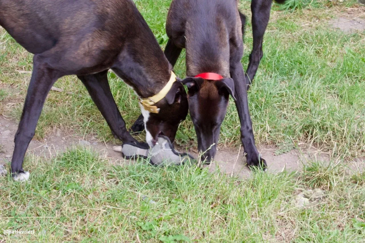 Zommer adozione hreyhound 1