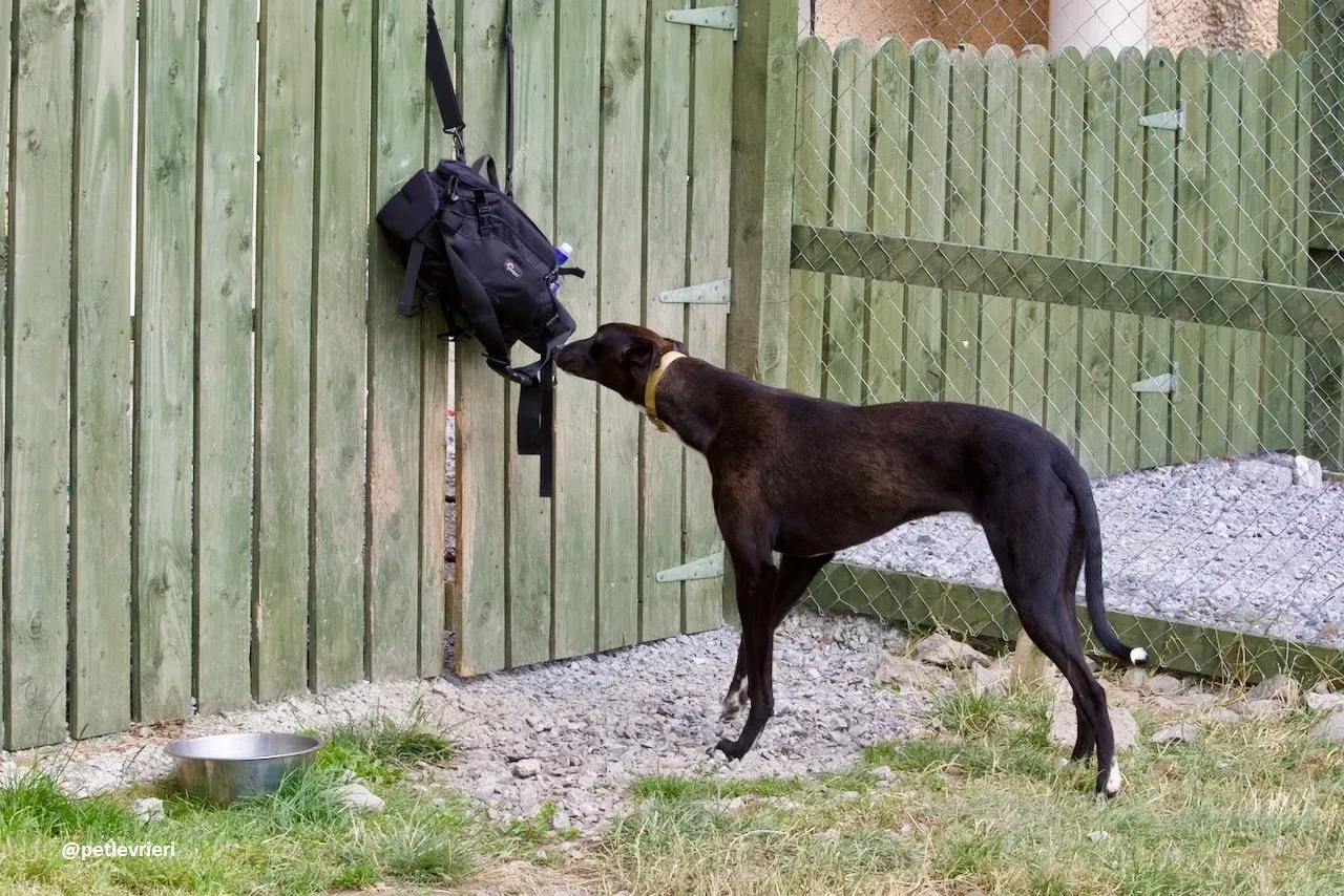 Zommer adozione hreyhound 2