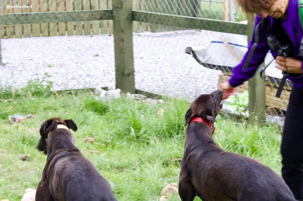 Zommer adozione hreyhound 3