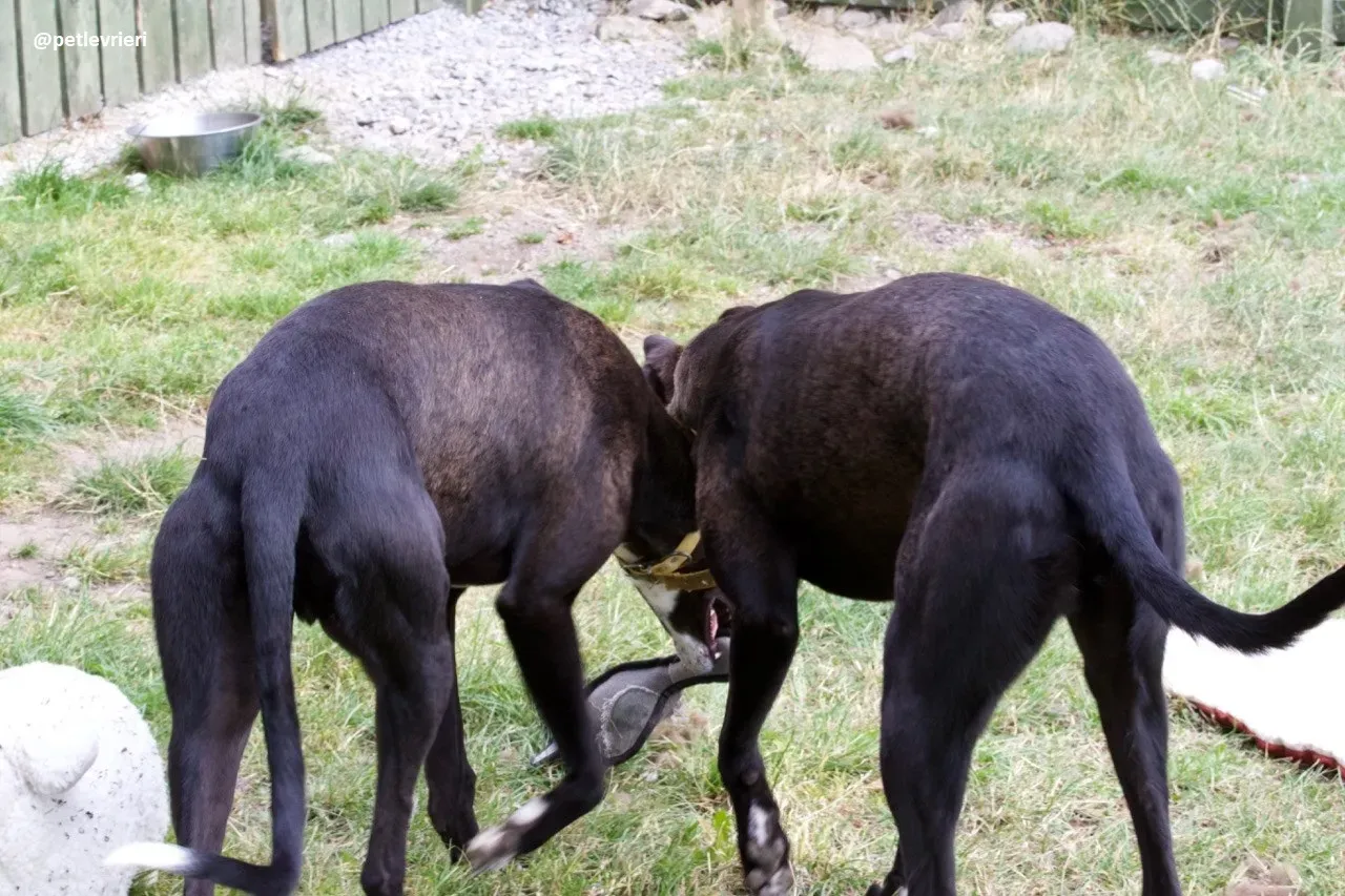 Zommer adozione hreyhound 4