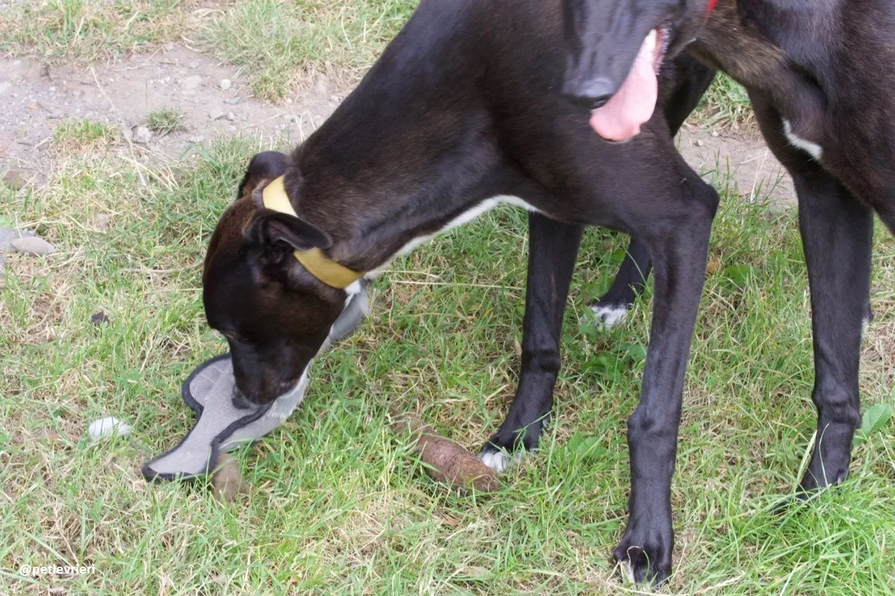 Zommer adozione hreyhound 5