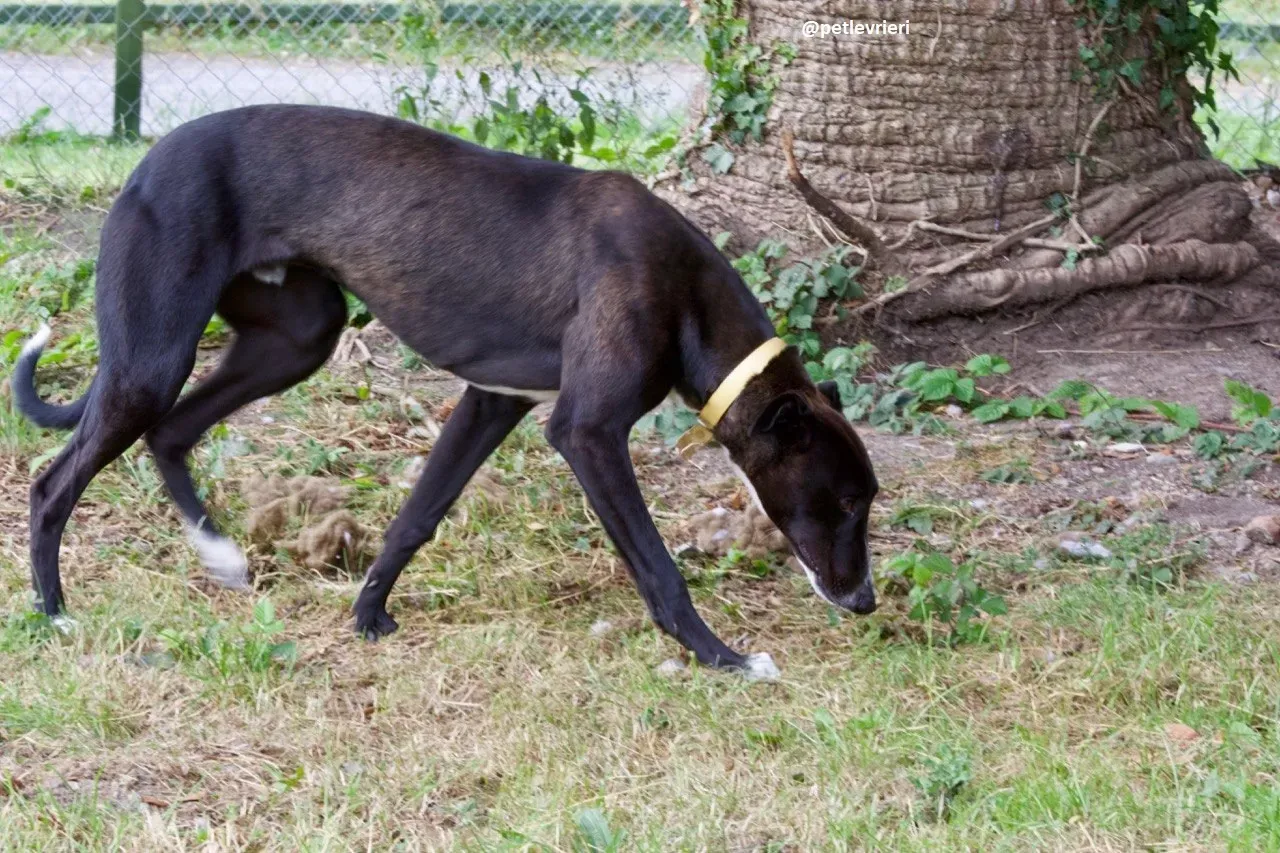 Zommer adozione hreyhound 6