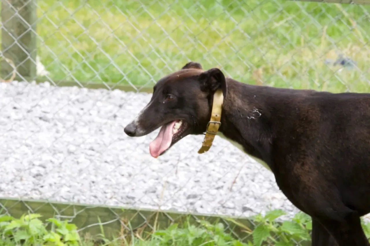 Zommer adozione hreyhound 7