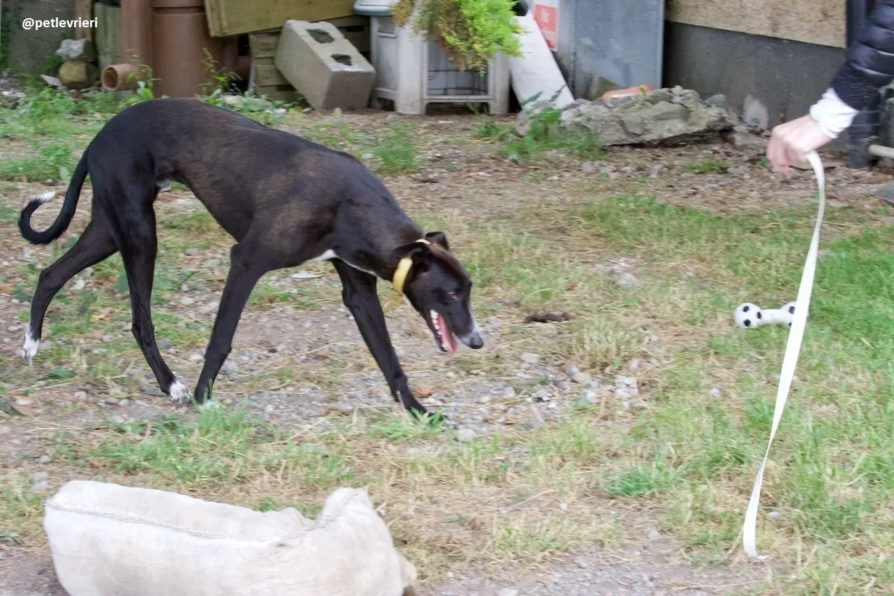 Zommer adozione hreyhound 8