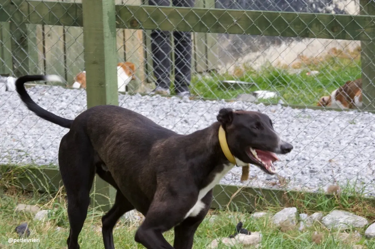 Zommer adozione hreyhound 9