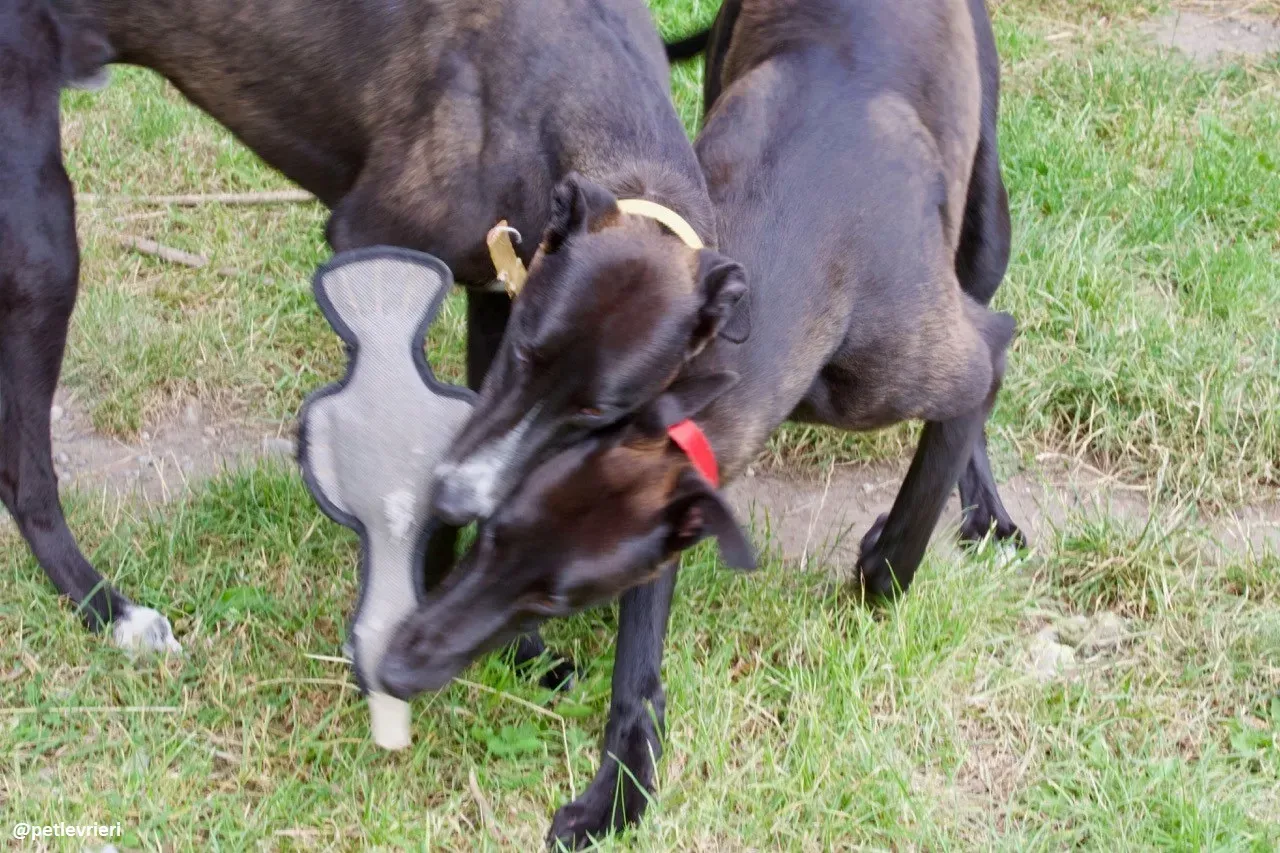 Zommer adozione hreyhound