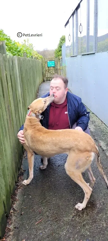 Zucca adozione levriero greyhound2