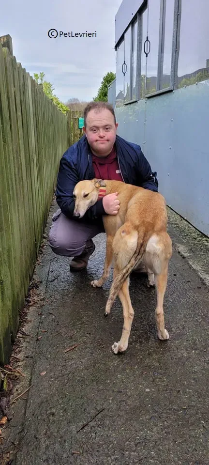 Zucca adozione levriero greyhound3