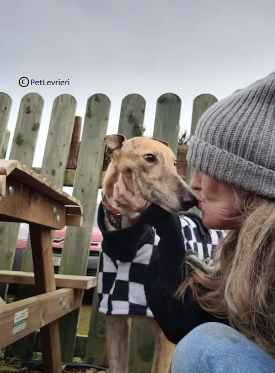 Zucchini adozione levriero greyhound1 1