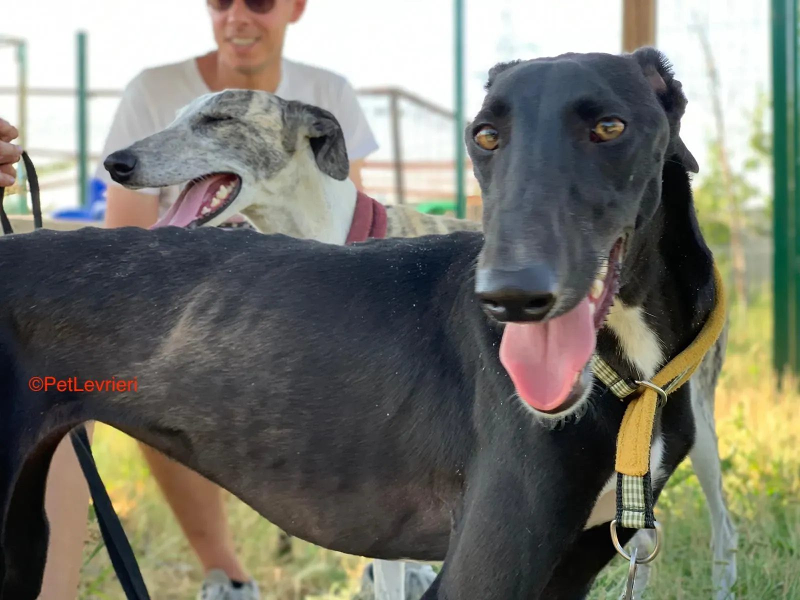 Zulema adozione levrieri galgo 2