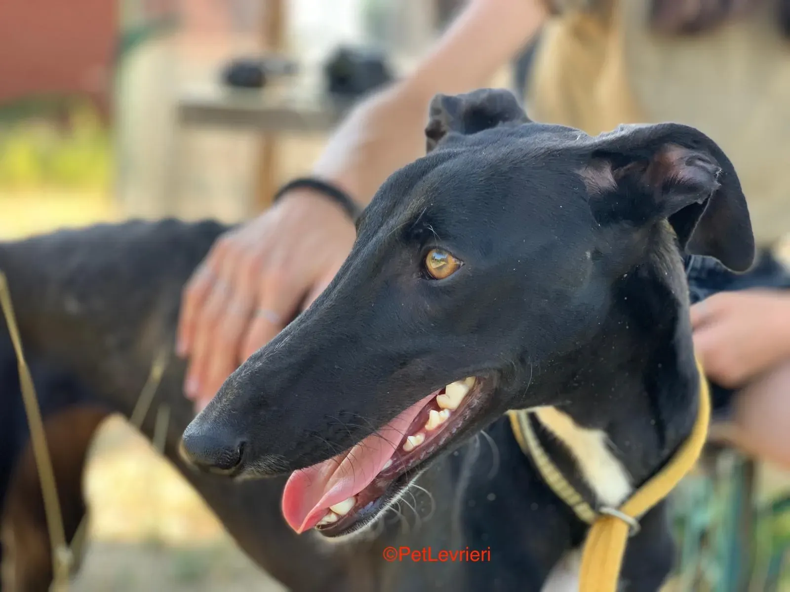 Zulema adozione levrieri galgo 3