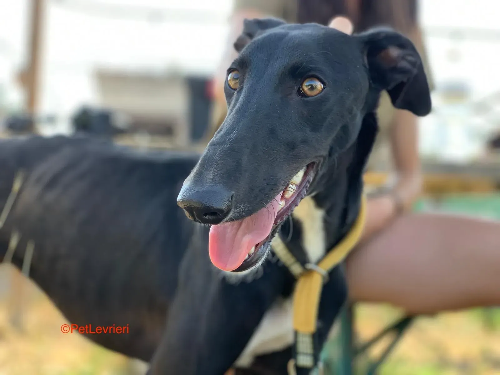 Zulema adozione levrieri galgo 4