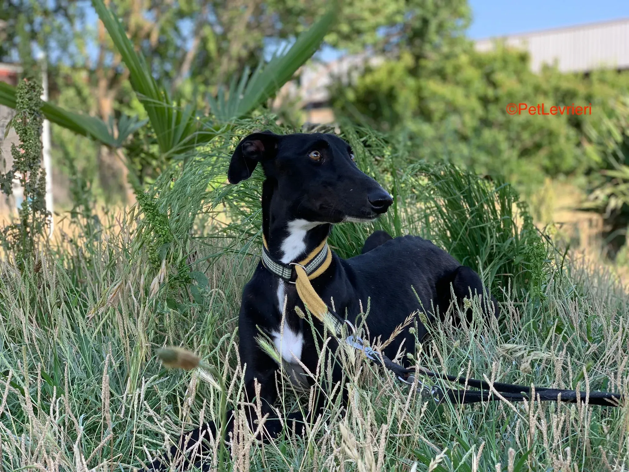 Zulema adozione levrieri galgo 5