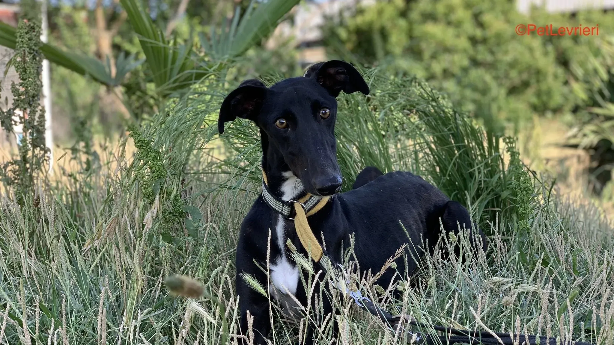 Zulema adozione levrieri galgo 6