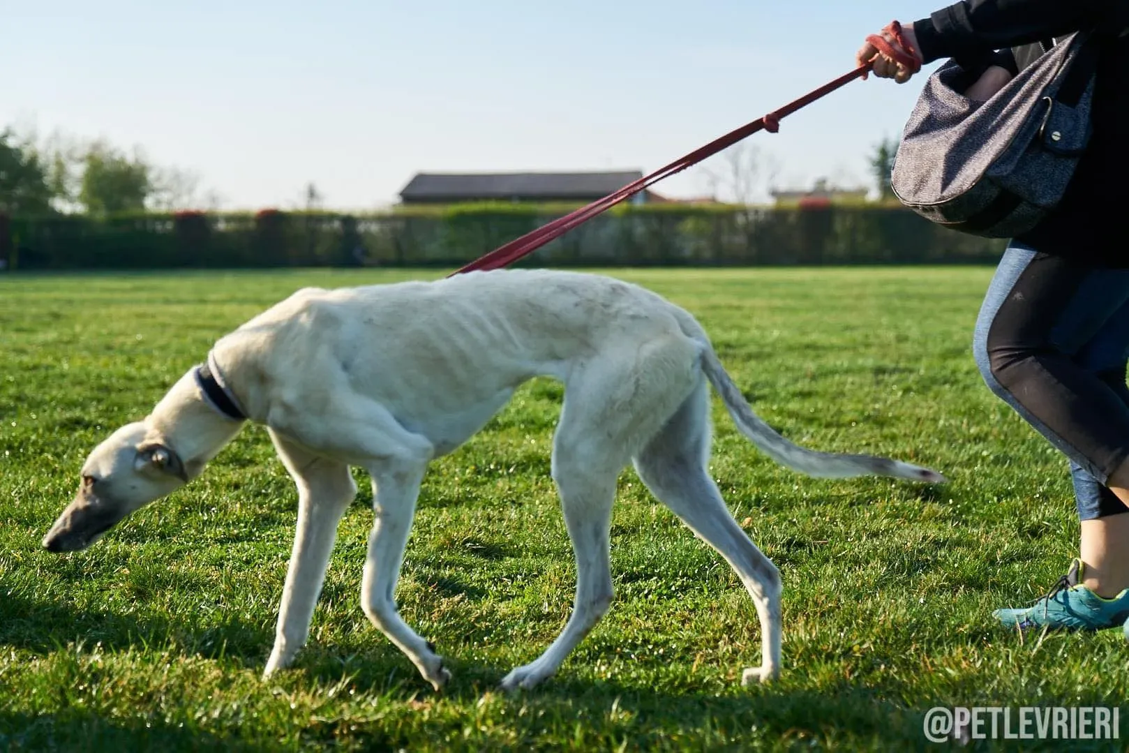 Zuri Raspa dayone adozione levrieri foster birichina 1