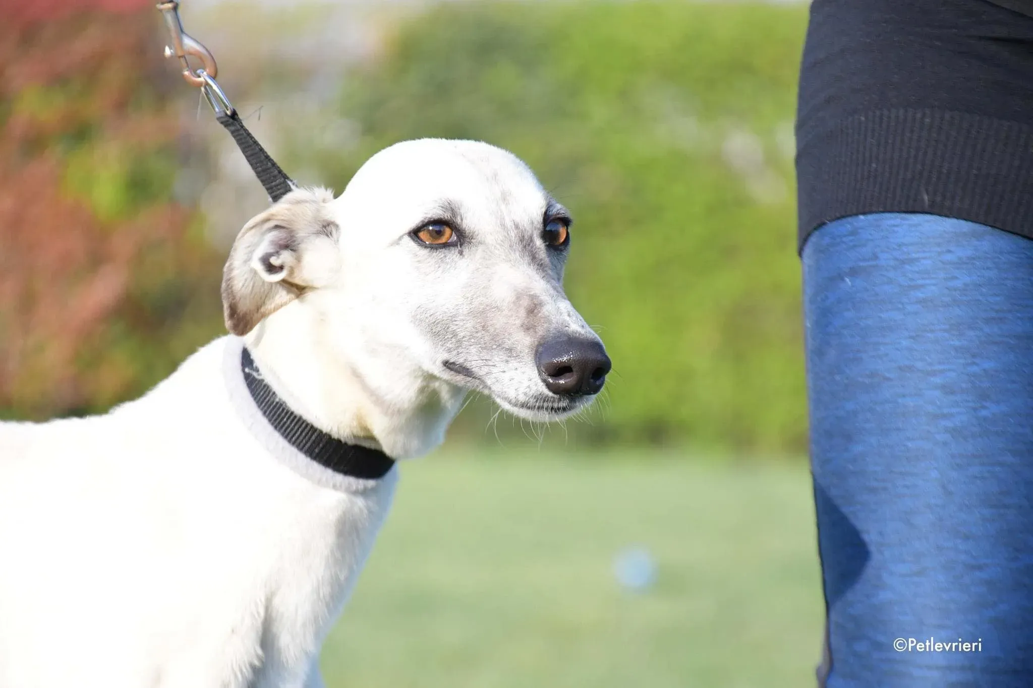 Zuri Raspa dayone adozione levrieri foster birichina 10