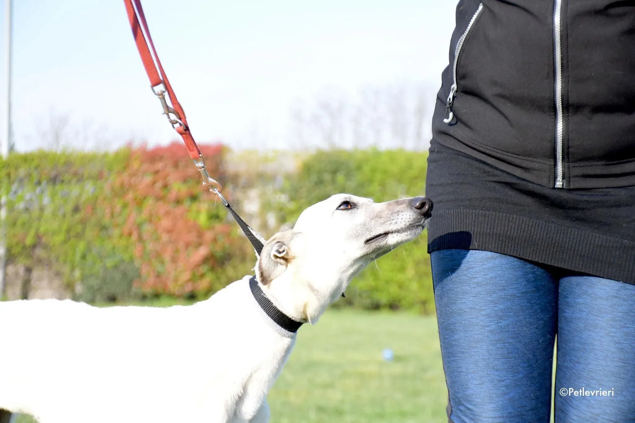 Zuri Raspa dayone adozione levrieri foster birichina 11