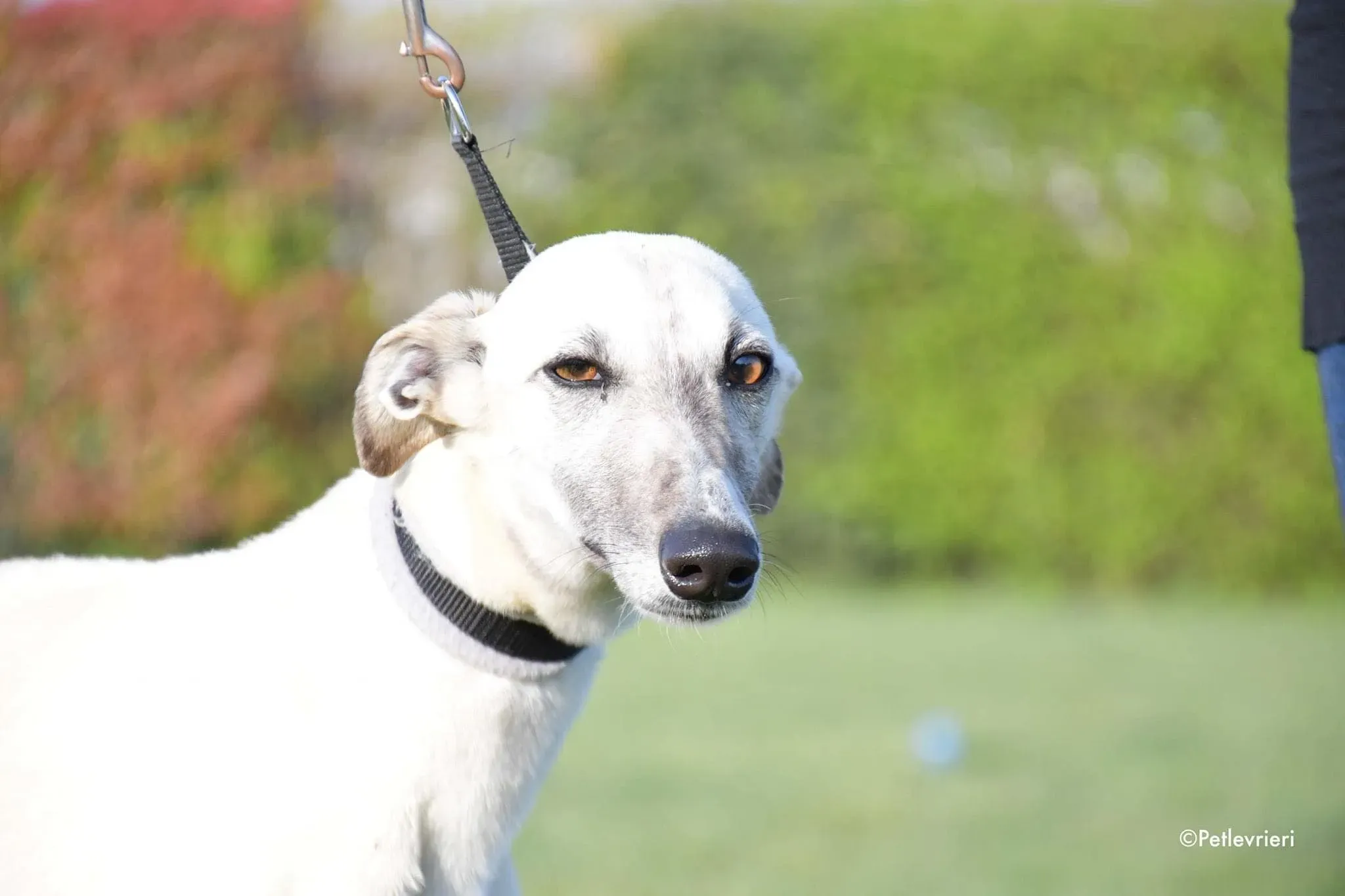 Zuri Raspa dayone adozione levrieri foster birichina 12